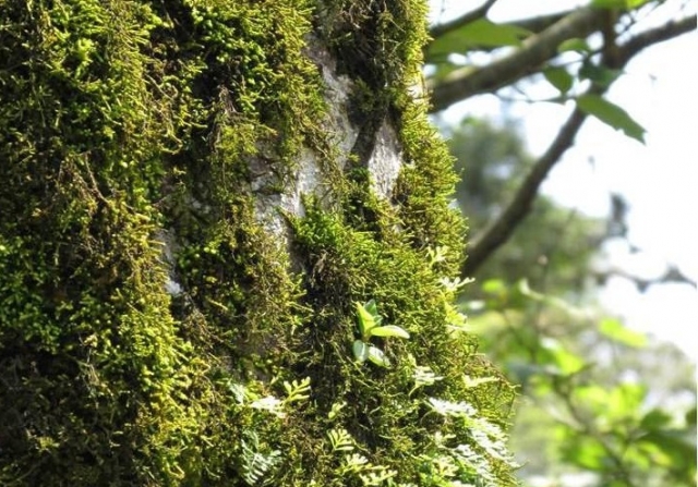 Arboles y naturaleza